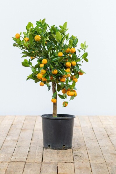 Calamondin Citrus × mitis 'Calamondin' Mini-tige 40-60 Pot Calamondin / Citrus Mitis Mini-tige/stipe/tronc 40-60 cm