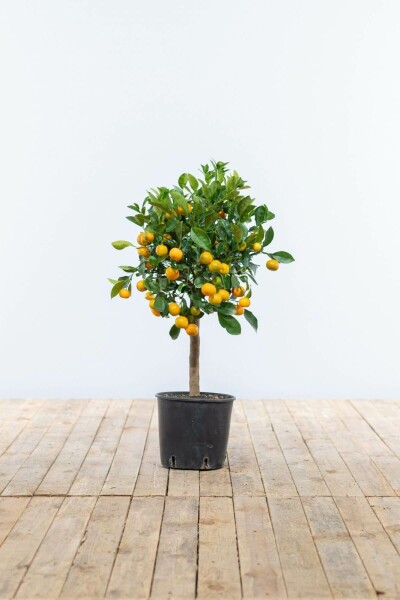 Calamondin Citrus × mitis 'Calamondin' Mini-tige 80-100 Pot Calamondin / Citrus Mitis Mini-tige/stipe/tronc 80-100 cm