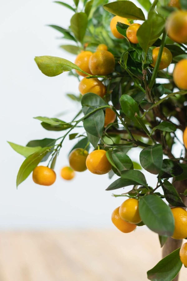 Calamondin Citrus × mitis 'Calamondin' Mini-tige 80-100 Pot Calamondin / Citrus Mitis Mini-tige/stipe/tronc 80-100 cm