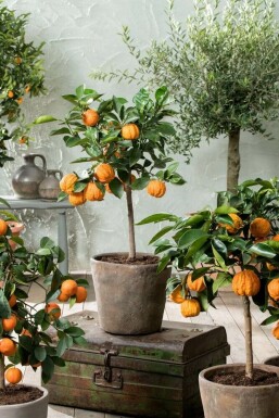 Oranger Citrus × sinensis Mini-tige 20-30 Pot Oranger / Citrus Sinensis Mini-tige/stipe/tronc 20-30 cm