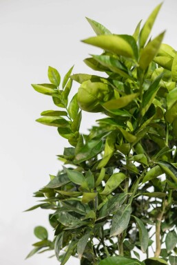 Oranger Citrus × sinensis Sur tige 20-30 175-200 Pot Oranger / Citrus Sinensis Sur tige/stipe/tronc 175-200 cm