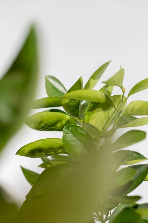 Oranger Citrus × sinensis Sur tige 30-40 175-200 Pot Oranger / Citrus Sinensis Sur tige/stipe/tronc 175-200 cm