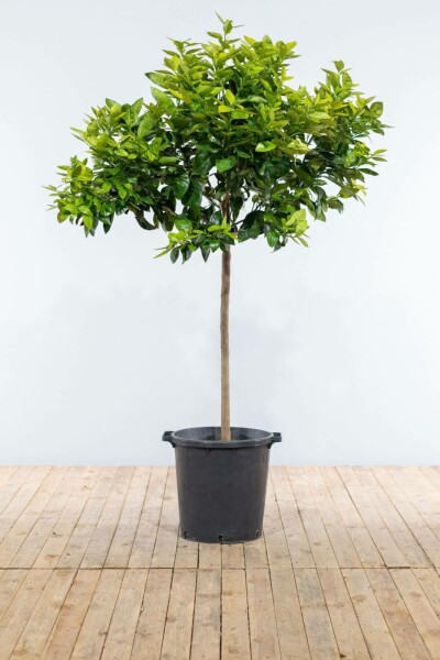 Oranger Citrus × sinensis Sur tige 40-50 175-200 Pot Oranger / Citrus Sinensis Sur tige/stipe/tronc 175-200 cm