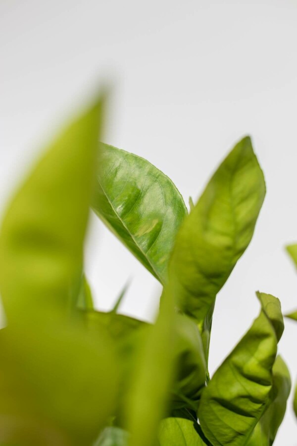 Oranger Citrus × sinensis Sur tige 50-60 175-200 Pot Oranger / Citrus Sinensis Sur tige/stipe/tronc 175-200 cm