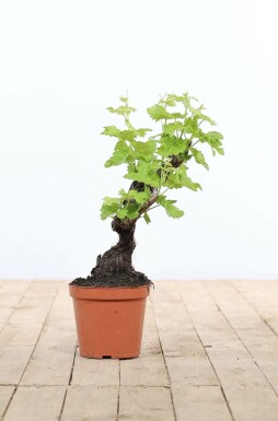 Vigne / Vitis Vinifera bonsai