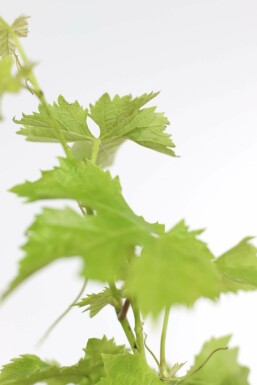 La vigne Vitis vinifera Bonsaï 20-40 Pot