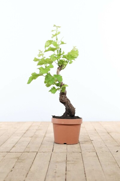 La vigne Vitis vinifera Bonsaï 40-60 Pot Vigne / Vitis Vinifera bonsai 40-60 cm