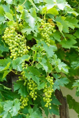 Vigne / Vitis Vinifera bonsai 40-60 cm
