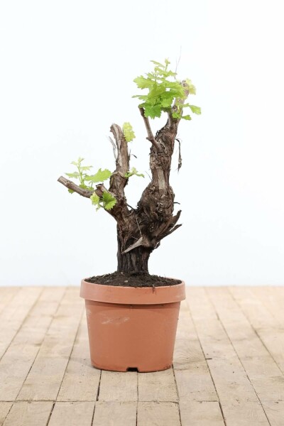 La vigne Vitis vinifera Bonsaï 60-80 Pot Vigne / Vitis Vinifera bonsai 60-80 cm