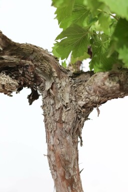 La vigne Vitis vinifera Bonsaï 60-80 Pot