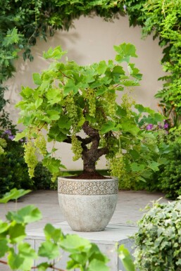 La vigne Vitis vinifera Bonsaï 60-80 Pot Vigne / Vitis Vinifera bonsai 60-80 cm