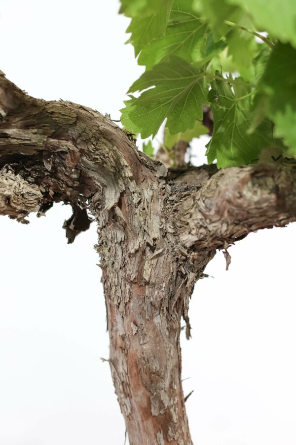 La vigne Vitis vinifera Bonsaï 80-100 Pot Vigne / Vitis Vinifera bonsai 80-100 cm