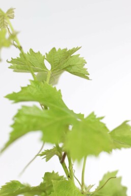 La vigne Vitis vinifera Bonsaï 80-100 Pot Vigne / Vitis Vinifera bonsai 80-100 cm