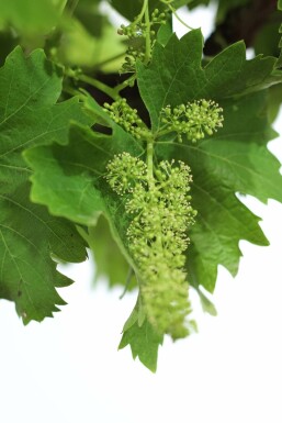 La vigne Vitis vinifera Sur tige 15-20 100-125 Pot Vigne / Vitis Vinifera Sur tige/stipe/tronc 100-125 cm