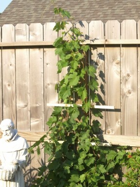 La vigne Vitis vinifera Support 100-120 Pot Vigne / Vitis Vinifera Support 100-120 cm