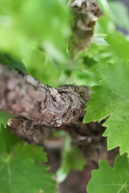 La vigne Vitis vinifera Bâton 40-60 Pot