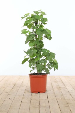 Aucune image disponible