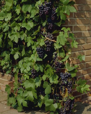 La vigne Vitis vinifera Bâton 80-100 Pot