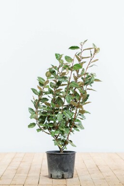 Eléagnus / Elaeagnus Ebbingei