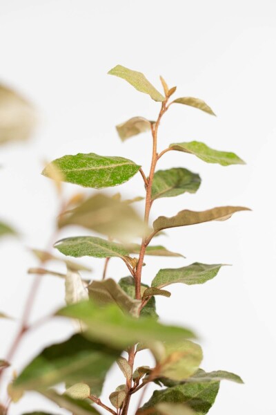 Chalef presque à grandes feuilles Elaeagnus × ebbingei Haie 60-80 Motte Eléagnus / Elaeagnus Ebbingei 60-80 cm