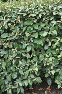 Eléagnus / Elaeagnus Ebbingei 60-80 cm