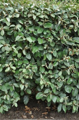 Eléagnus / Elaeagnus Ebbingei 60-80 cm