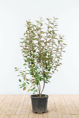 Eléagnus / Elaeagnus Ebbingei