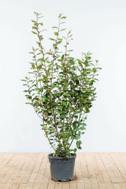 Eléagnus / Elaeagnus Ebbingei