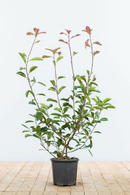 Photinia Fraseri Red Robin