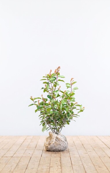 Photinia Fraseri Red Robin 60-80 cm - Motte