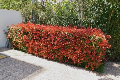 Photinia Fraseri Red Robin 60-80 cm - Motte