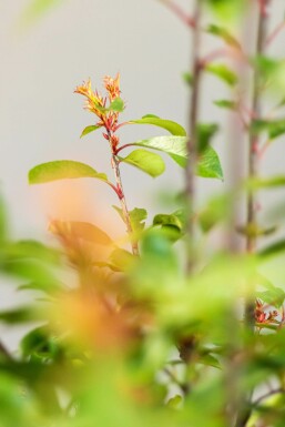 Photinia de Fraser Photinia × fraseri 'Red Robin' Haie 80-100 Motte
