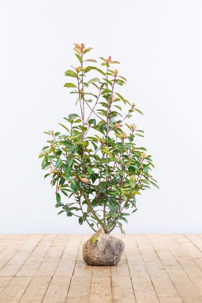 Photinia Fraseri Red Robin 100-125 cm - Motte