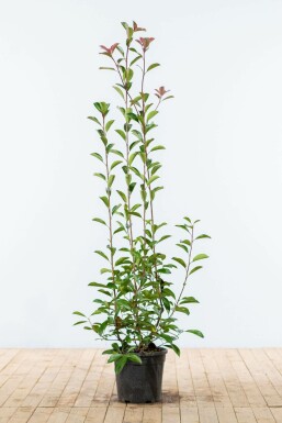 Photinia de Fraser Photinia × fraseri 'Red Robin' Haie 125-150 Motte Photinia Fraseri Red Robin 125-150 cm