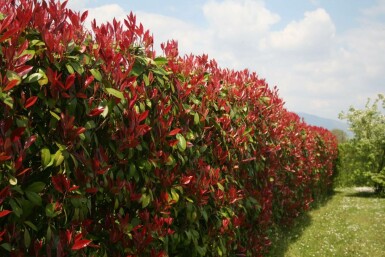 Photinia de Fraser Photinia × fraseri 'Red Robin' Haie 125-150 Motte Photinia Fraseri Red Robin 125-150 cm