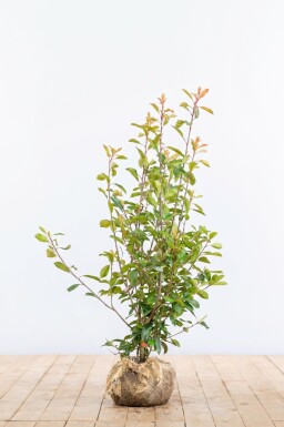 Photinia Fraseri Red Robin 125-150 cm - Motte