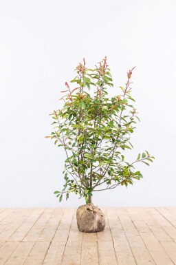Photinia Fraseri Red Robin 150-175 cm - Motte