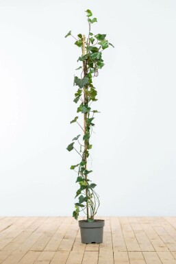 Aucune image disponible