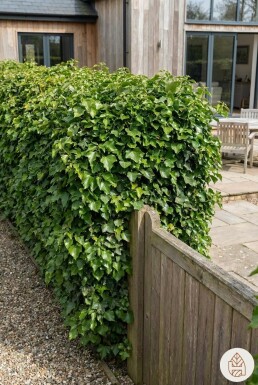 Lierre Grimpant Hedera Helix 100-125 cm