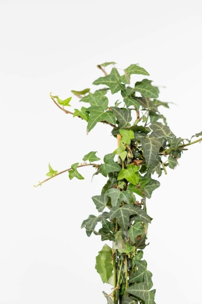 Lierre grimpant Hedera helix Haie 175-200 Pot Lierre Grimpant Hedera Helix 175-200 cm