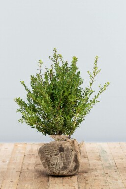 Houx crénelé Ilex crenata 'Blondie' Haie 40-60 Motte