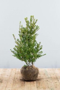 Houx crénelé Ilex crenata 'Blondie' Haie 60-80 Motte Houx Crénelé / Ilex Crenata Blondie 60-80 cm