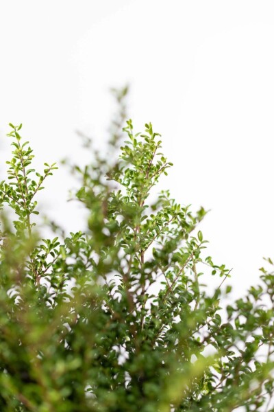 Houx crénelé Ilex crenata 'Convexa' Haie 20-30 Pot Houx Crénelé / Ilex Crenata Convexa 20-30 cm