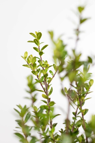 Houx crénelé Ilex crenata 'Caroline Upright' Haie 20-30 Pot Houx Crénelé / Ilex Crenata Caroline Upright 20-30 cm