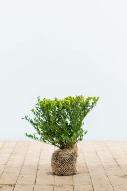 Houx crénelé Ilex crenata 'Dark Green' Haie 20-30 Pot