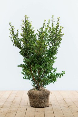 Houx crénelé Ilex crenata 'Dark Green' Haie 40-60 Pot Houx Crénelé / Ilex Crenata Dark Green 40-60 cm
