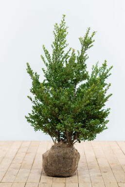 Houx crénelé Ilex crenata 'Dark Green' Haie 60-80 Motte