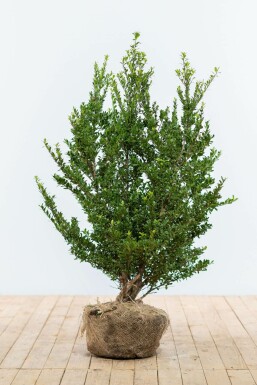 Houx crénelé Ilex crenata 'Dark Green' Haie 80-100 Motte Houx Crénelé / Ilex Crenata Dark Green 80-100 cm