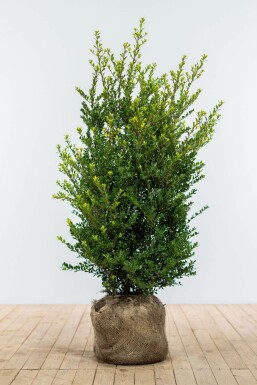 Houx Crénelé / Ilex Crenata Dark Green