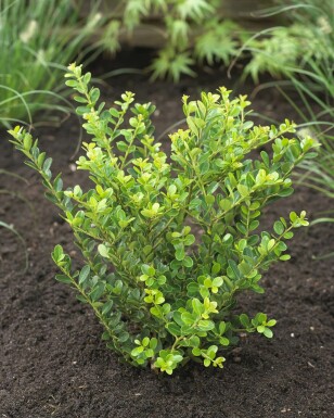 Houx crénelé Ilex crenata 'Green Hedge' Haie 15-20 Pot